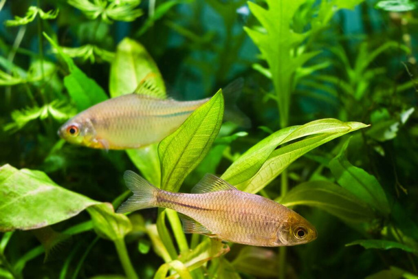 beautiful ornamental adult pair of gudgeon or bitterling fish in spawning coloration swim in a planted nature deisgn freshwater aquarium - Photo, Image