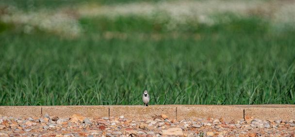 Motacilla alba pájaro sobre ladrillos mirando a la cámara
 - Foto, imagen