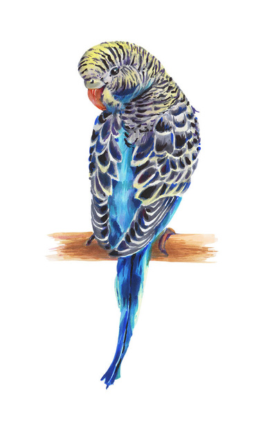 Синий волнистый попугай
 - Фото, изображение