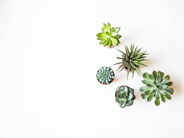 Various small succulents in pots on a white background. Top view. Copy space - Foto, Imagem