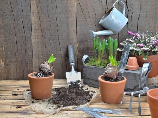 arrangement avec équipement de jardin et jacinthe en pot sur bois
  - Photo, image