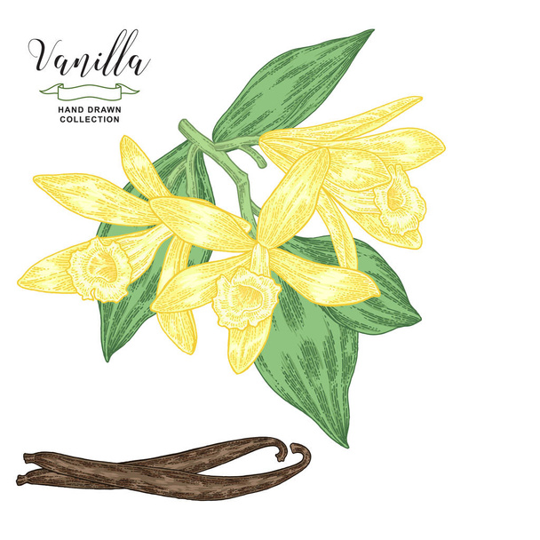 Vanillezweig mit Blüten und Blättern. Vanillepflanze von Hand gezeichnet. Vektorillustration botanisch. Farbenfroher Stich. - Vektor, Bild
