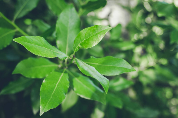 πράσινο φύλλο δάφνης αυξάνεται στη φύση - Φωτογραφία, εικόνα