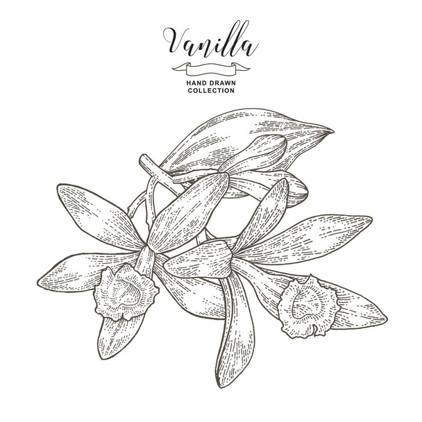 Vanille bloemen op de tak. Vanille plant hand getrokken. Vector illustratie botanisch. Vintage graveerstijl. - Vector, afbeelding