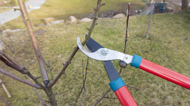 Omenapuiden poikittaisten luustoversojen kevätkarsiminen nuorten versojen kasvun edistämiseksi. Kausiluonteinen puutarhatyö nuoressa puutarhassa. Leikkaaminen puun oksat metallisakset
 - Valokuva, kuva