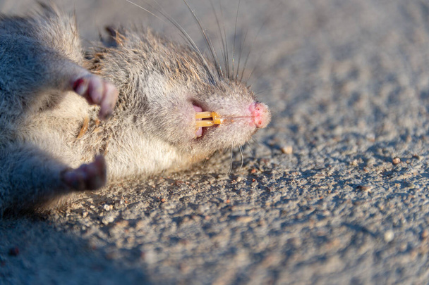 Sebesült patkány az úton. Halott egér beton úton - Fotó, kép