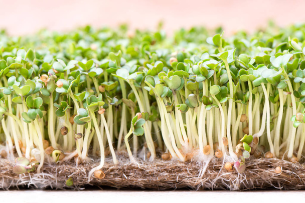 Microgreen. Sprouted mustard seeds on linen mat close up - Foto, imagen