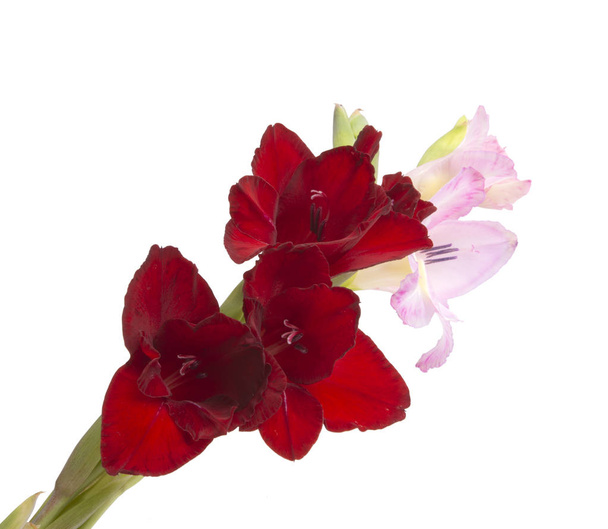 krásný zářivý gladiolus květiny izolované na bílém - Fotografie, Obrázek