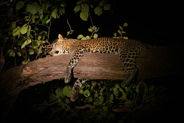 Vista nocturna del leopardo sobre la rama tomando una siesta
 - Foto, Imagen
