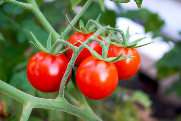 jasne małe pomidory dojrzewają w ogrodzie - Zdjęcie, obraz