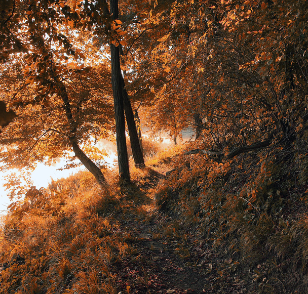 podzimní les - Fotografie, Obrázek