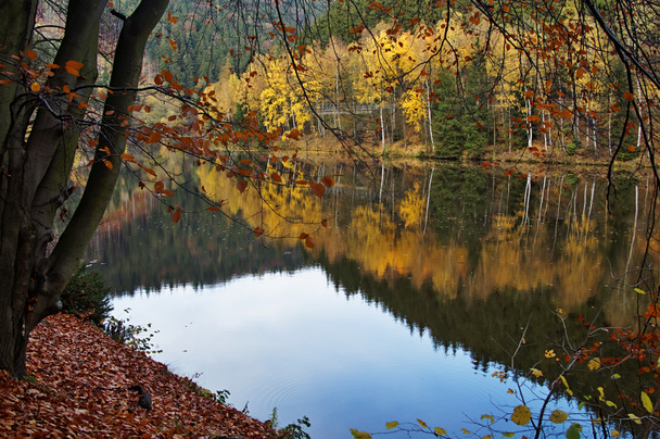 秋の木、池の表面上のミラーを葉します。 - 写真・画像