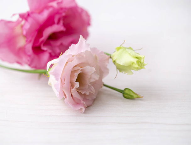 fiori rosa pallido su uno sfondo di legno chiaro
  - Foto, immagini