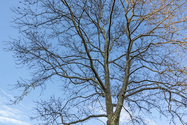 自然界の冬の落葉樹 - 写真・画像