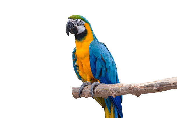 Madár kék arapagáj papagáj izolált fehér háttér - Fotó, kép