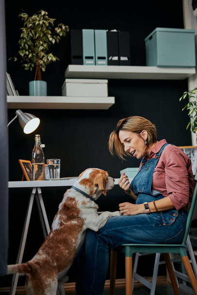 W średnim wieku uśmiechnięta ciężarna freelancer siedząca w swoim biurze i patrząca na swojego ukochanego beagle 'a. Beagle chce się z nią bawić.. - Zdjęcie, obraz