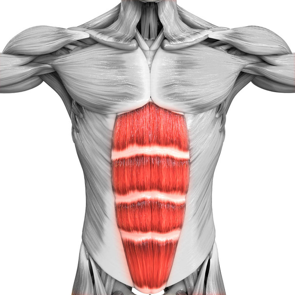 Anatomía de los músculos del cuerpo humano. 3D
 - Foto, Imagen
