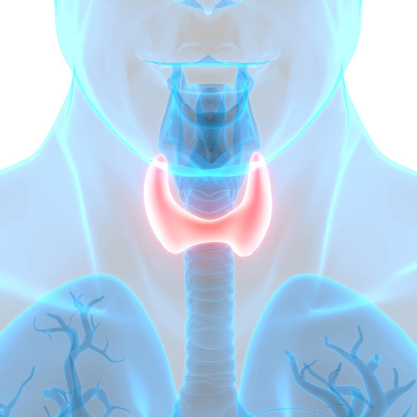 Anatomia das glândulas do corpo humano da glândula tireóide. 3D - Foto, Imagem