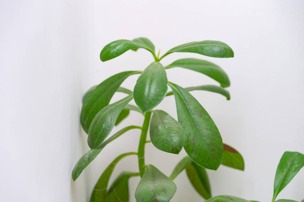 flor de hoja verde sobre blanco
 - Foto, imagen