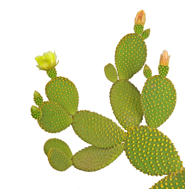 Cactus de Opuntia aislados sobre fondo blanco
 - Foto, Imagen