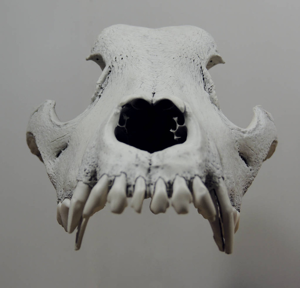 Передняя часть плавающего волчьего черепа изолирована
  - Фото, изображение