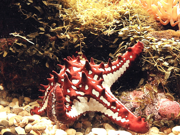 Színes Seastar az Akváriumban. A vörös tengeri csillag közelsége az akvárium ablakán. - Fotó, kép