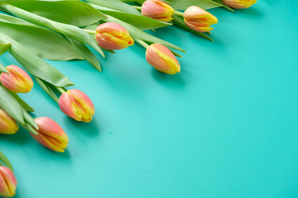 Fresh yellow-red tulips on a mint background. Holiday concept - Foto, Imagem