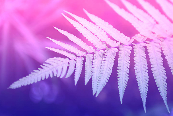 Pale fern leaf on the background of defocused forest. Ultra violet and pink duotone. Horizontal. Pattern, postcard or Wallpaper. - Photo, Image