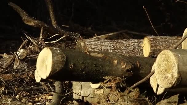 Holz, das für den Transport im Wald vorbereitet wird. Verschiedene Holzarten. Primärprodukte der Natur. - Filmmaterial, Video