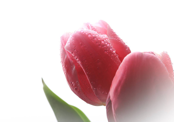 bouquet of tulips on a white background - Photo, Image