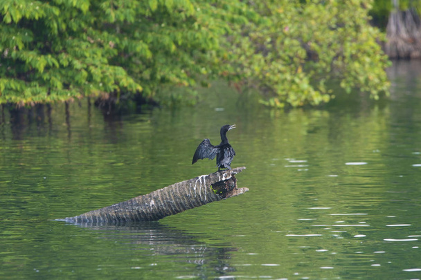 Pássaro negro selvagem no lago
 - Foto, Imagem