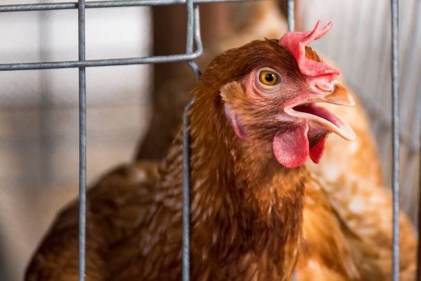 Galinhas de ovos, galinhas em gaiolas fazenda industrial
. - Foto, Imagem