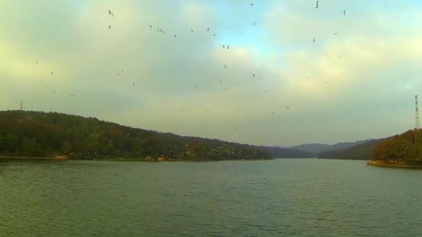 Aves voladoras
 - Metraje, vídeo