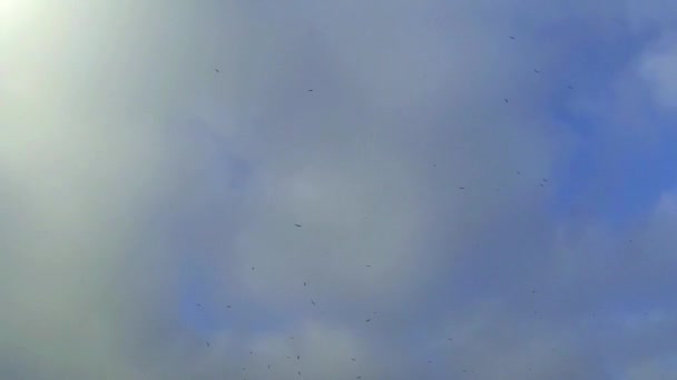 Aves voladoras
 - Metraje, vídeo