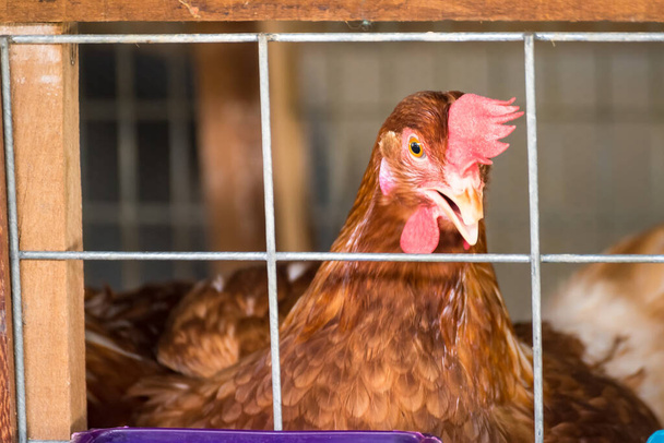Œufs Poulets, poules en cage ferme industrielle
. - Photo, image