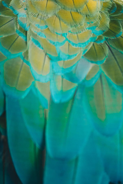 Messa a fuoco sfocata di piume colorate pappagalli macaw bird in texture esotica di colore verde per il concetto di sfondo - Foto, immagini