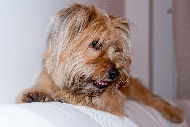 roztomilý pes - Fotografie, Obrázek
