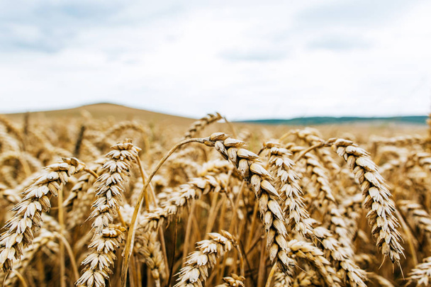 Wheat harvest. Fields of ripe wheat. Agrarian industry - Valokuva, kuva