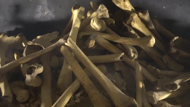 Menselijke botten en schedel in een graf. - Video