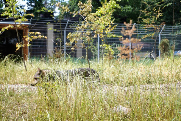 wilde grijze wolf wandelen in dik gras in de dierentuin - Foto, afbeelding