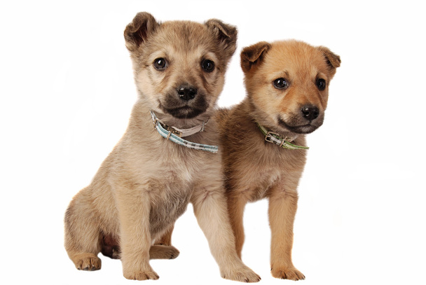 Dos lindos cachorros de raza mixta en blanco
 - Foto, imagen
