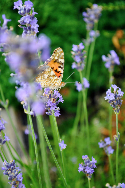 Una mariposa se sienta en una de las flores de lavanda en el campo
. - Foto, Imagen