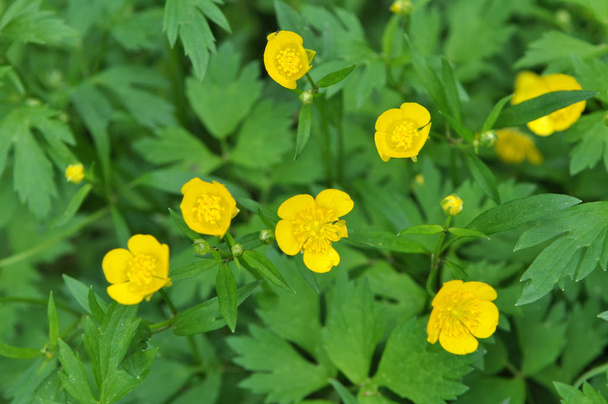 Buttercup (Ranunculus) blooms in nature - Photo, Image