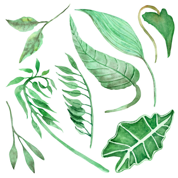 Watercolor hand painted nature tropical plants set with green different jungle leaves and branches collection isolated on the white background for design elements and cards - Foto, imagen