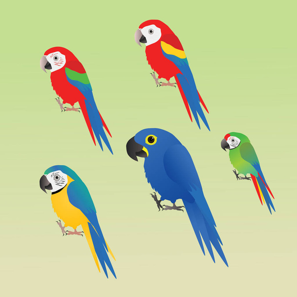 Kolekcja pięciu różnych gatunków macaw, w stylu kreskówki - Wektor, obraz