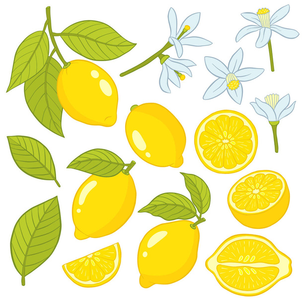 Set of elements of a lemon. - ベクター画像