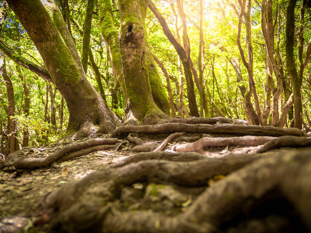Vue du sol sur de grandes racines de vieux arbres dans la forêt éclairée par un soleil éclatant
 - Photo, image