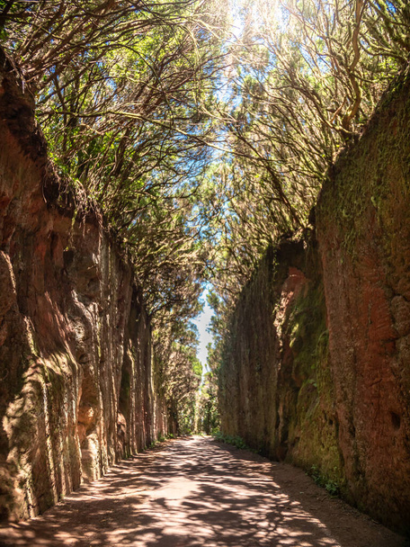 Imagem bonita do pathwoy estreito entre montanhas do granito na floresta velha de Anaga, Tenerife
 - Foto, Imagem