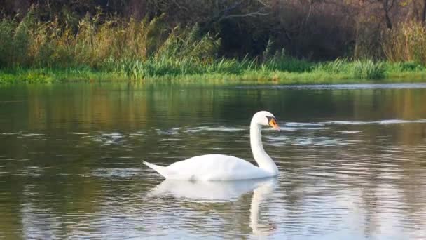 Swan Lake in early spring - Footage, Video