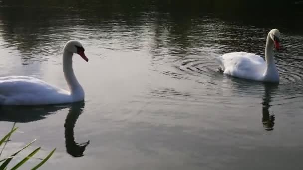 Twee witte zwanen in het water bij zonsondergang. - Video